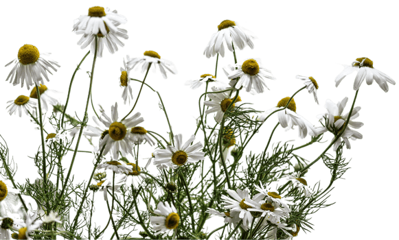 fiesta daisy flower png transparent background