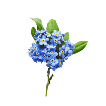 forget me not flower png transparent background