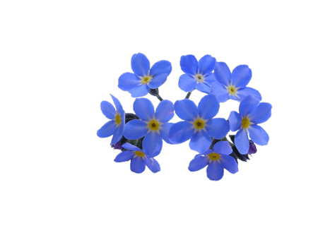 forget me not flower png transparent background