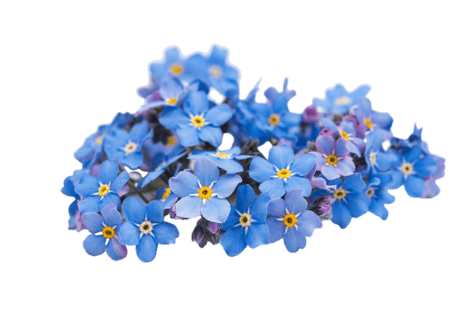forget me not flower png transparent background