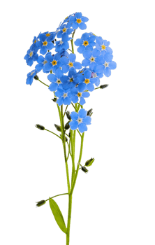 forget me not flower png transparent background