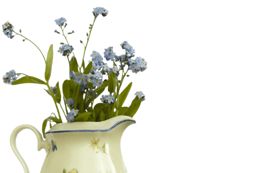 forget me not flower png transparent background