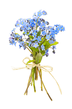 forget me not flower png transparent background