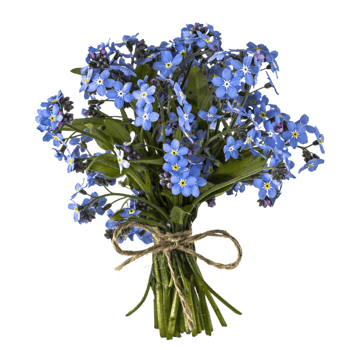 forget me not flower png transparent background