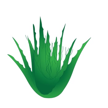Aloe Vera and leaf on white. A composition for Aloevera product design like cosmetics, Ayurveda, medical healthcare, health benefit,Succulentplant vector