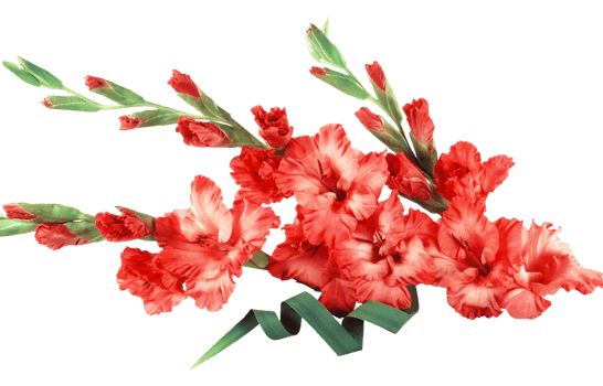 gladiolus png transparent background