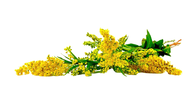 goldenrod png transparent background