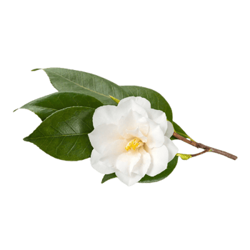 jasmine flower png transparent background