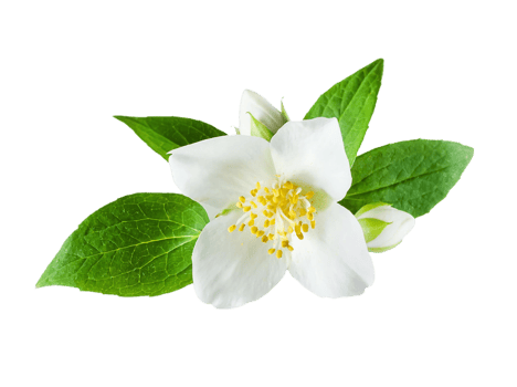 jasmine flower png transparent background
