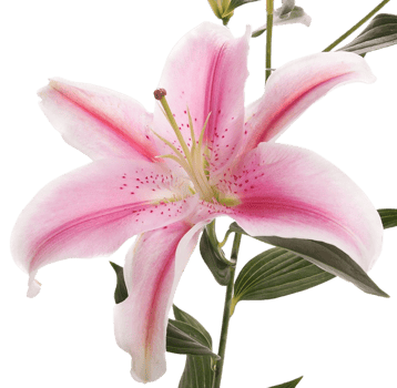 lily flower png transparent background