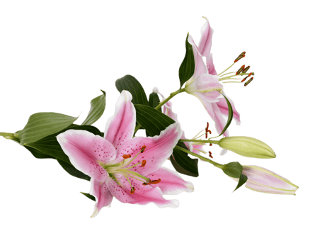lily flower png transparent background
