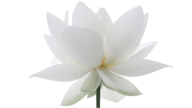 lotus flower png transparent background