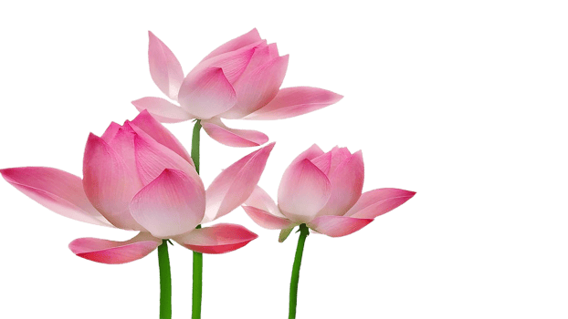 lotus flower png transparent background