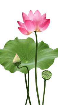 lotus flower png transparent background