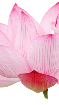 lotus flower png transparent background