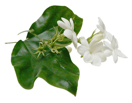 Mogar flower png transparent background
