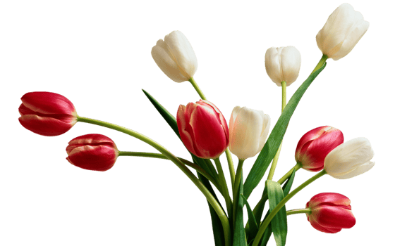 Tulip flower png transparent background