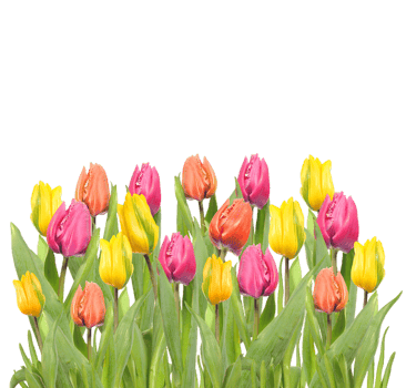 Tulip flower png transparent background