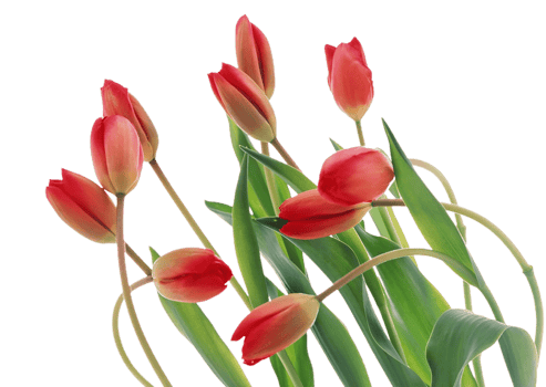 Tulip flower png transparent background