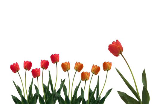 Tulip flower png transparent background