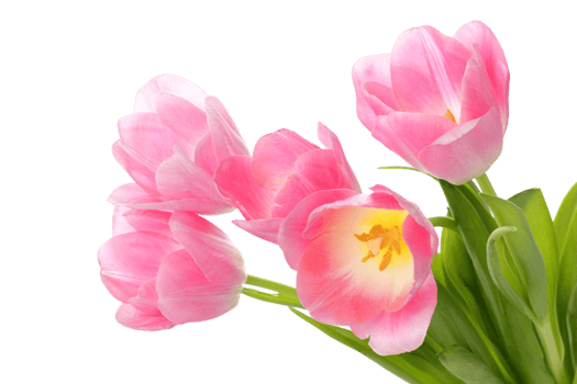 Tulip flower png transparent background