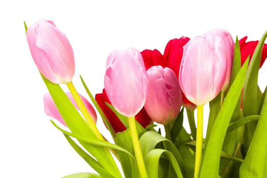Tulip flower png transparent background