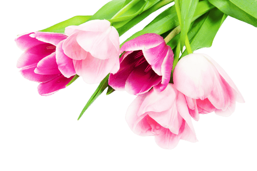 Tulip flower png transparent background