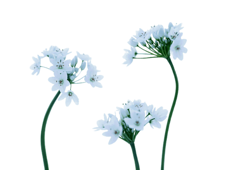 White baneberry flower png transparent background