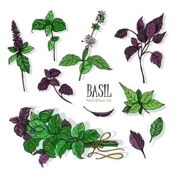 Set of basil plant, green and purple. Colorful hand drawn collection. Vector illustration.