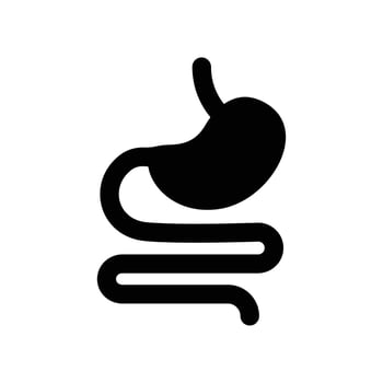 Digestive system, Human stomach and gastrointestinal system Infographic. Vital organ. Stomach, gastric and Colon tract as internal organ. Vector illustration design.