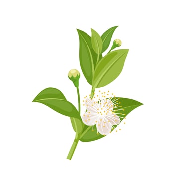 Vector illustration, myrtus or better known as myrtle, isolated on white background.