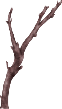 Watercolor cherry blossom stem element png