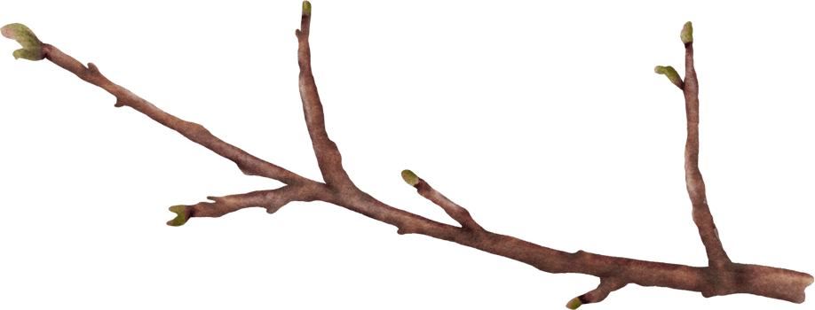 Watercolor cherry blossom stem element png