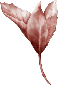 Watercolor magenta leaves of cherry blossoms element png