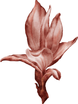 Watercolor magenta leaves of cherry blossoms element png
