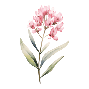 Wild flower watercolor on isolated background.Created with Generative AI technology. png
