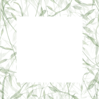 Delicate frame of wild oats. Meadow herbs, avena, spikelet, grass. Watercolor illustration of wild plants. Summer composition. For greeting, invitation template, celebration cards. Space for text png