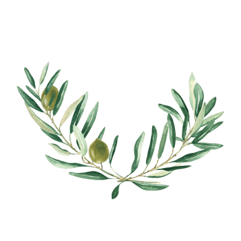 Olive branches bouquet with green olives. Watercolor hand drawn botanical illustration. Can be used for cards, menu, logos, cosmetic, food packaging design png