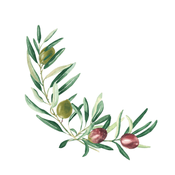 Olive branches bouquet, corner with green and red olives. Watercolor hand drawn botanical illustration. Can be used for cards, menu, logos, cosmetic, food packaging design. png