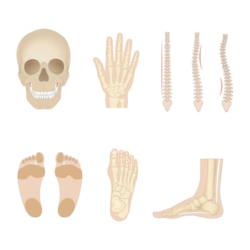 Realistic human bones. Isolated anatomical body parts, skeleton elements, front view of skull, feet, arms and, pelvis, various joints, educational medical model, full vector set