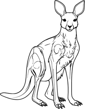 Realistic Kangaroo Vector Illustration