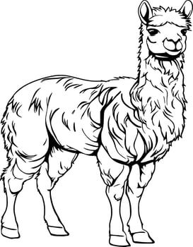 Realistic Llama Vector Illustration 29