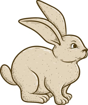 Illustration rabbit animal isolated on white vector