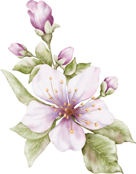 Cherry blossom bouquet watercolor illustration png