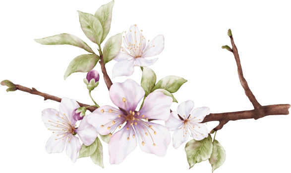 Watercolor Cherry blossom blooming on the branches png