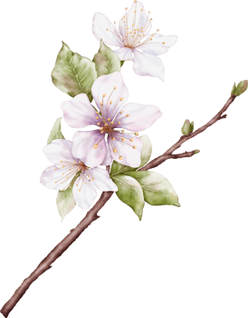 Watercolor Cherry blossom blooming on the branches png