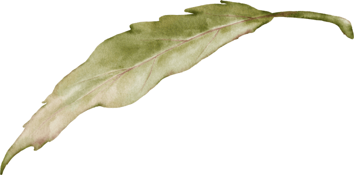 Green leaves of rose watercolor element collection png