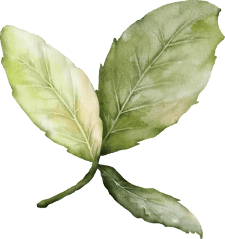 Green leaves of rose watercolor element collection png