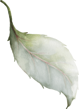 Green leaves of rose watercolor element collection png