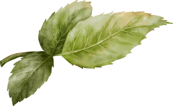 Green leaves of rose watercolor element collection png